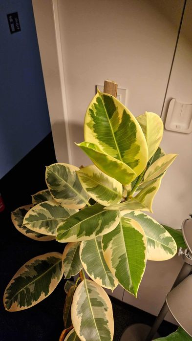 Ficus elastica+ GRATISY