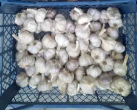 Harnaś czosnek 100 szt + 2 kg orzechy laskowe