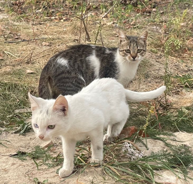 Кошенята в добрі руки