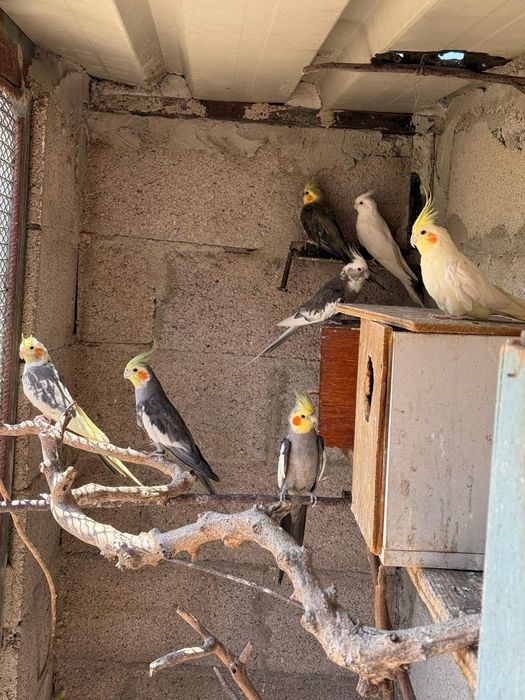 Tenho caturra canários  periquitos