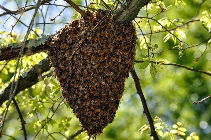 Сниму рой пчёл .