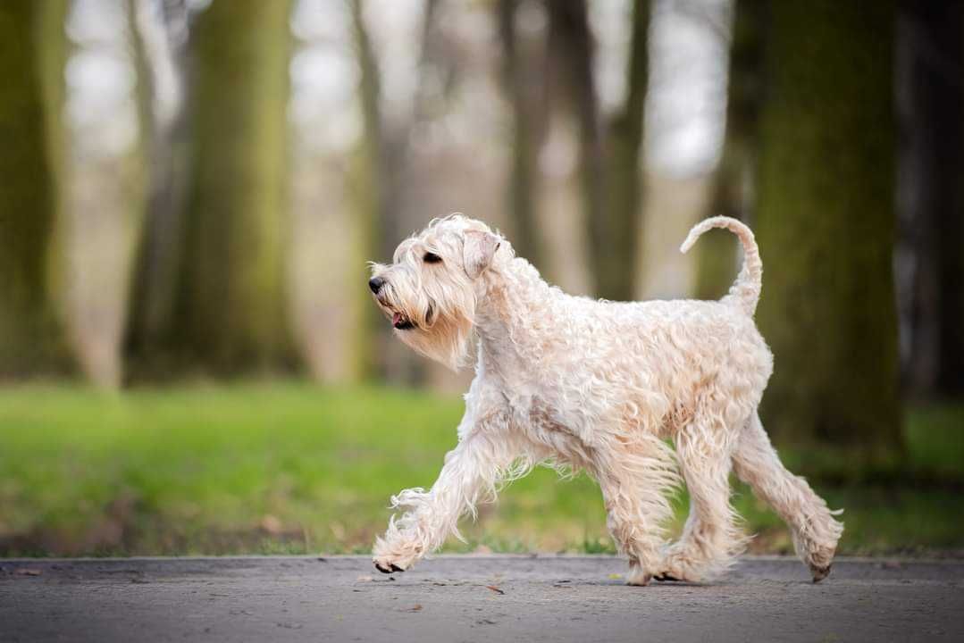 Irish soft coated wheaten terrier - terier pszeniczny ZKwP/FCI