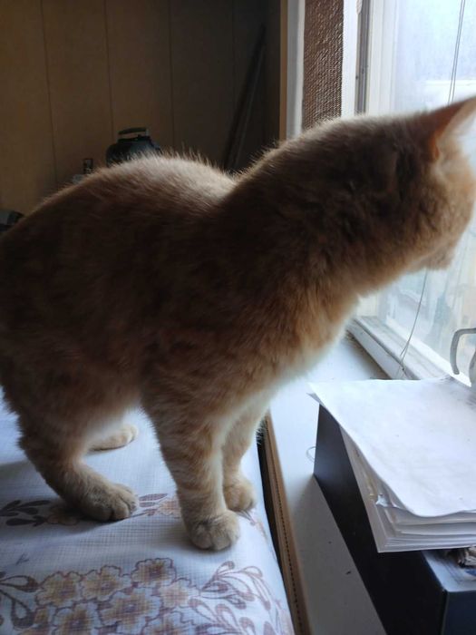 Киця руда красуня, вісім років