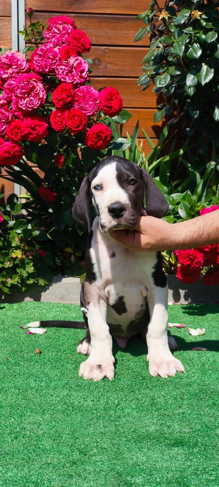 Dog Niemieck gotowy samiec do odbioru