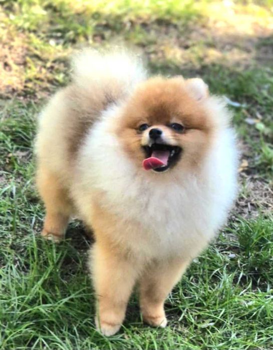 Pomeranian- Szpic miniaturowy malutki puchaty piesek