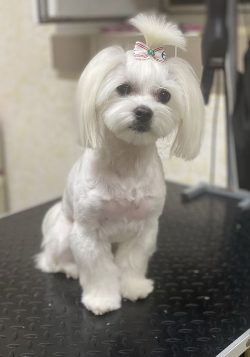 Стрижка Груминг Південне