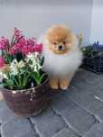 Piękny piesek pomeranian  po utytuowanych rodzicach.