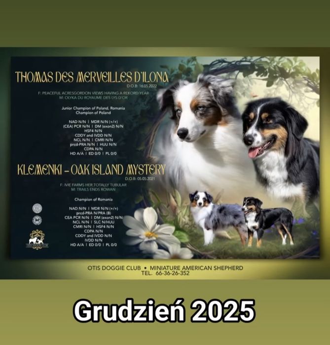 Miniaturowy owczarek amerykanski