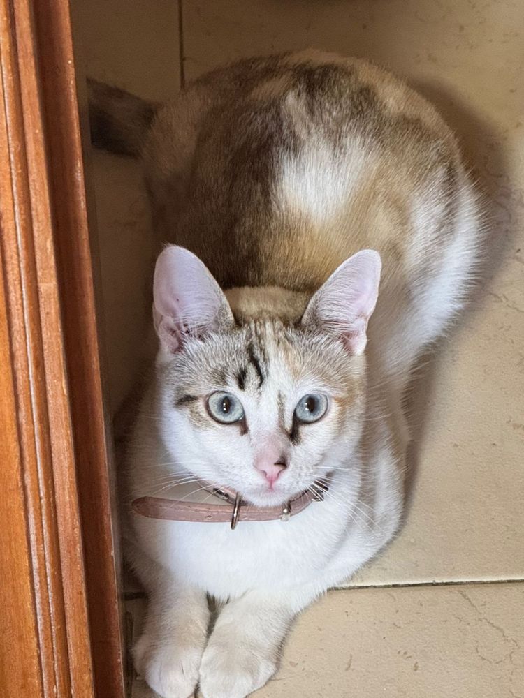 Doação de gata com 1 ano e totalmente tratada