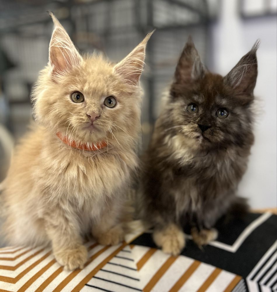 Kotka maine coon szylkretka
