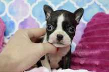 Boston Terrier śliczna dziewczynka Parys