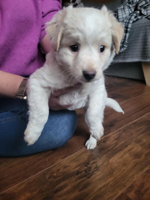 Oddam pieska za darmo