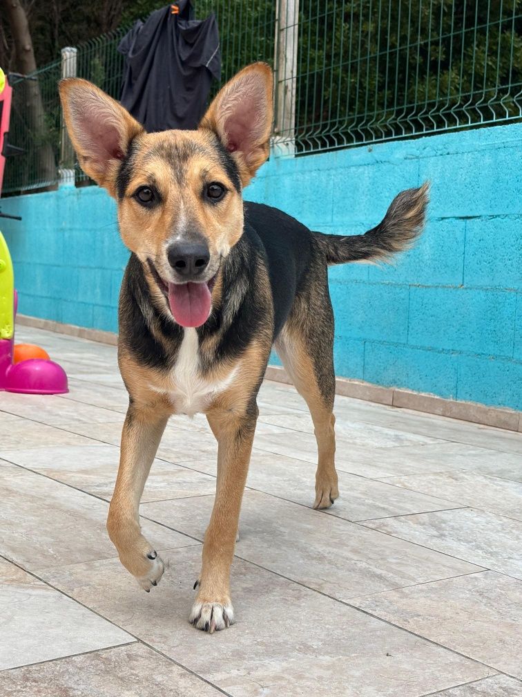 Dora para adoção responsável – 8 meses, vacinada e muito meiga