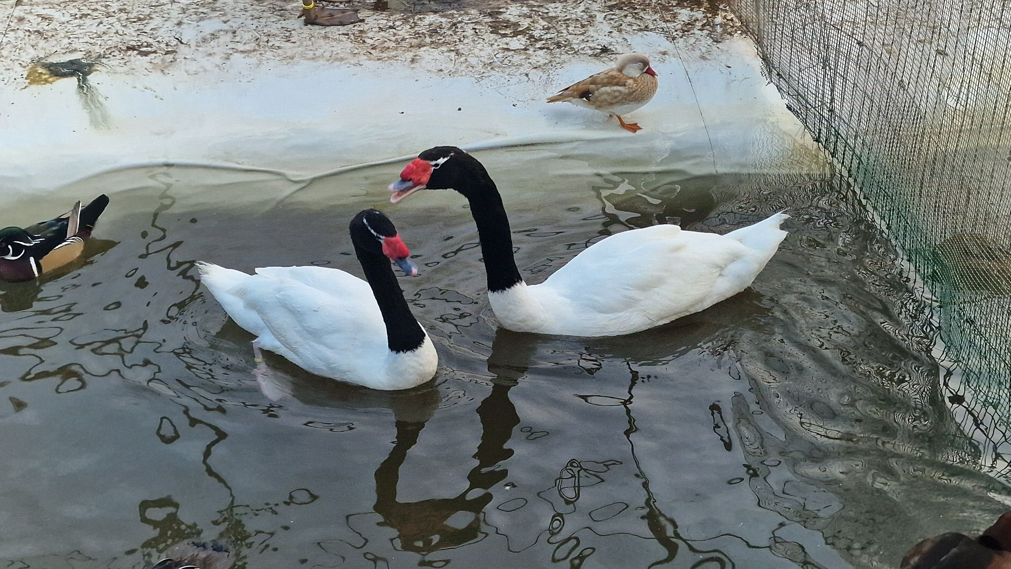 Casal de cisnes pescoço preto adultos reprodutores
