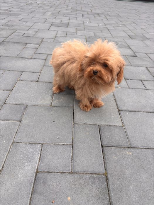 Maltipoo hybryda maltańczyk-pudel toy chłopiec