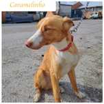 Cão jovem e meigo para adoção responsável