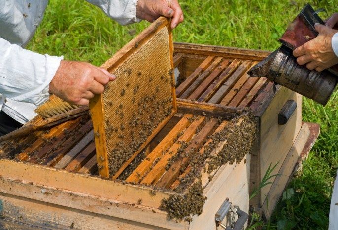 Продам бджоло сім'ї, можна з вуликом