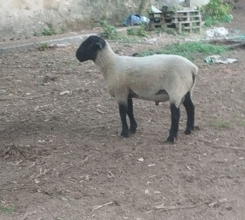 Carneiro raça Sufollk