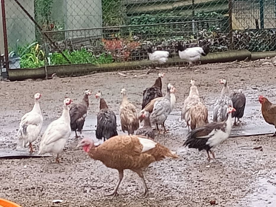 Perliczk na sprzedaż