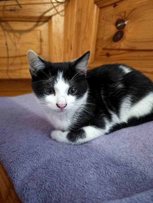 Trzy kotki do adopcji