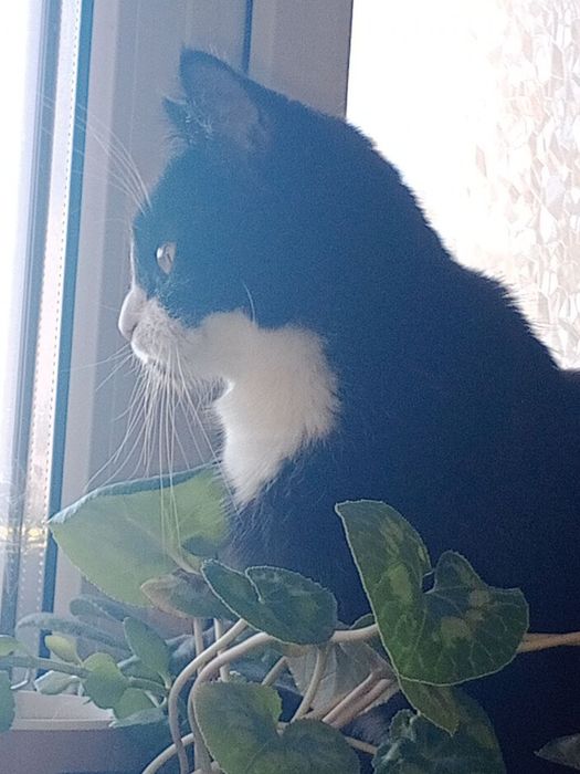 кошечке очень нужен дом