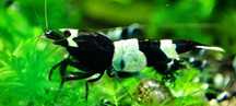 Krewetki Caridina Taiwan Bee Panda shadow