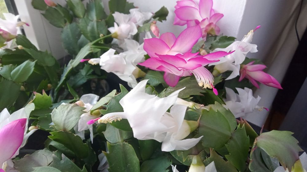 Різдвяник (Шлюмбергера)