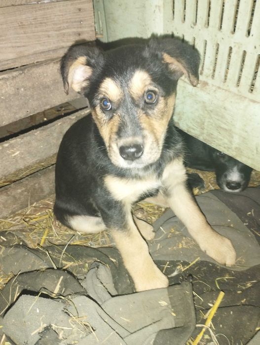 Oddam za darmo małą suczkę