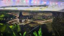 Arowana silver 8/10cm