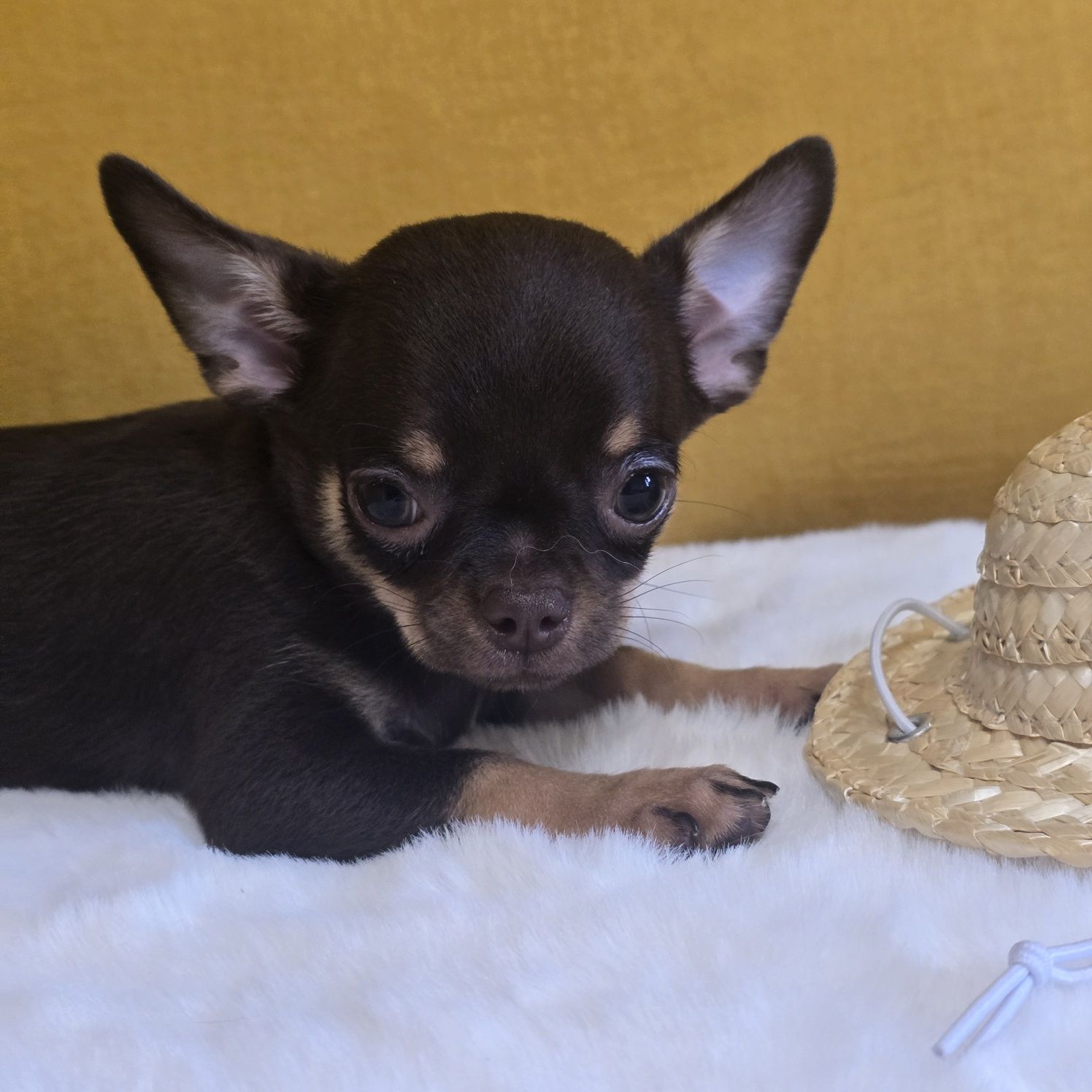 Juz do odbioru * Chihuahua samiec czekoladowy podpalany