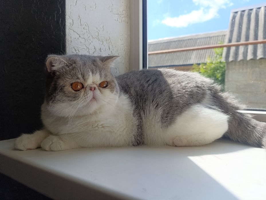 Голантний кавалер.