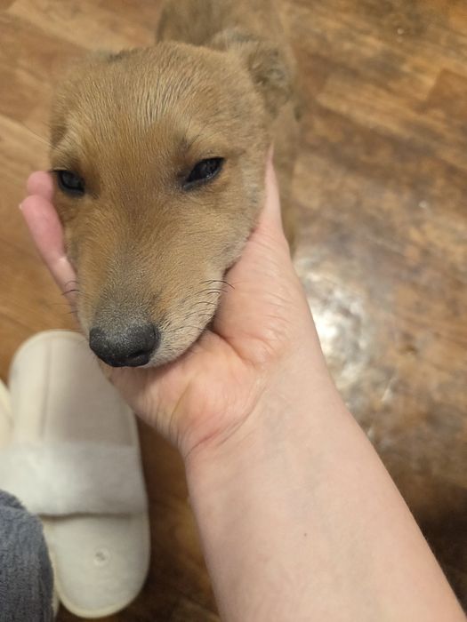 Отдам в хорошие руки