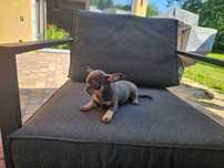 Solodka  sunia blue-tan