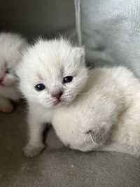 Kot szkocki prostouchy zwisłouchy Scottish fold Scottish straight