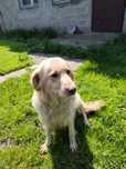 Sprzedam Goldenke 4 letnia