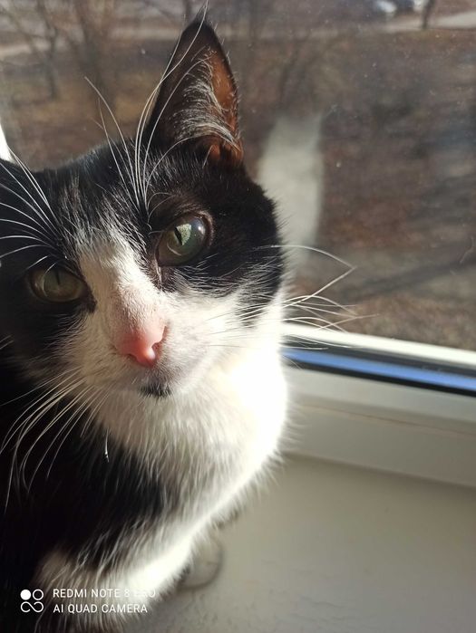 Терміново шукаємо дім для кішечки!