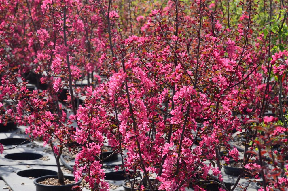 Jabłoń ozdobna "Liset", piękne kwiaty, bordowe liście, jadalne owoce.