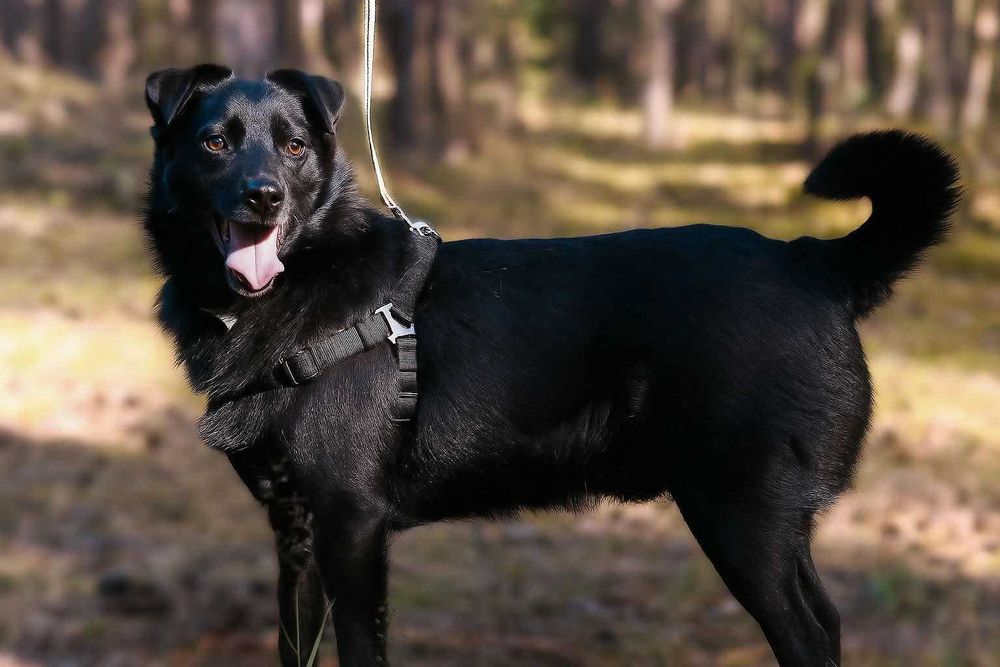 Pajko, gotowy do adopcji!