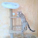 Бенгальский котёнок кот кошка