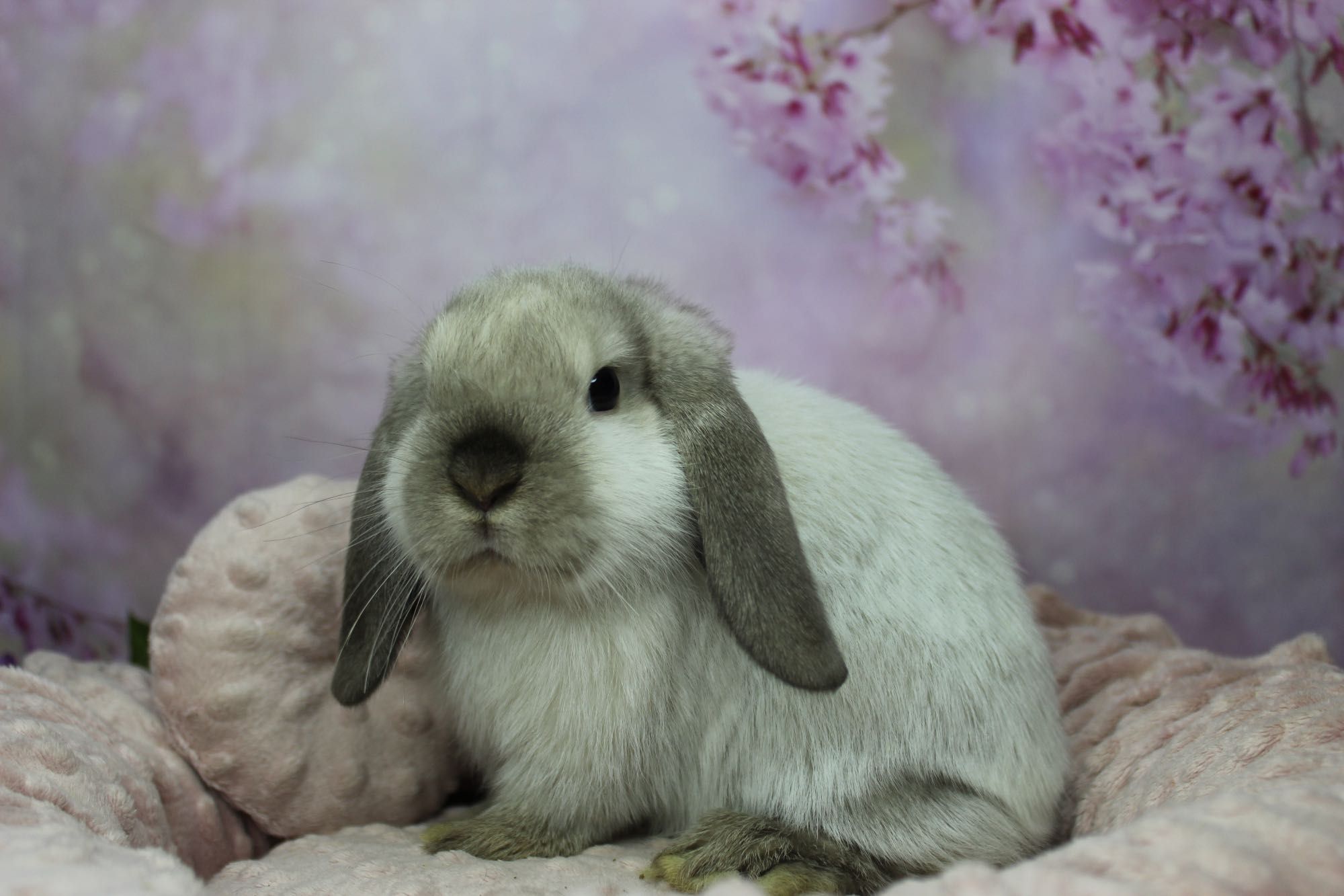 Śliczny króliczek, mini lop, królik z legalnej hodowli do odbioru