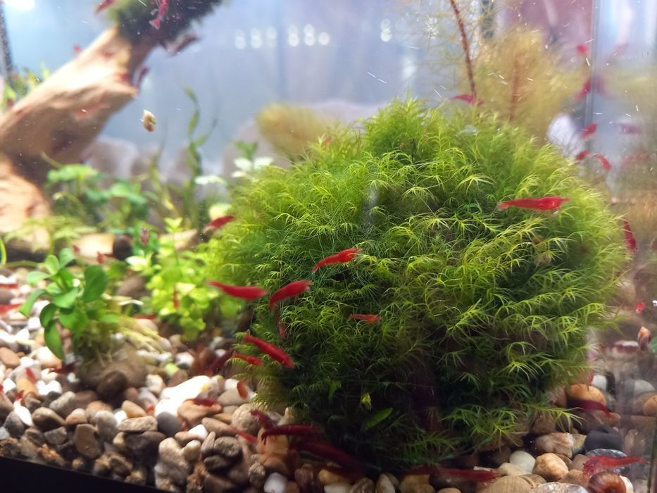 Креветки неокардини Кровава Мері, мохи, рослини акваріумні
