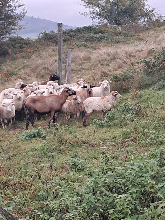 Barany owce jagnieta