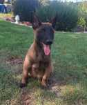Owczarek belgijski  Malinois