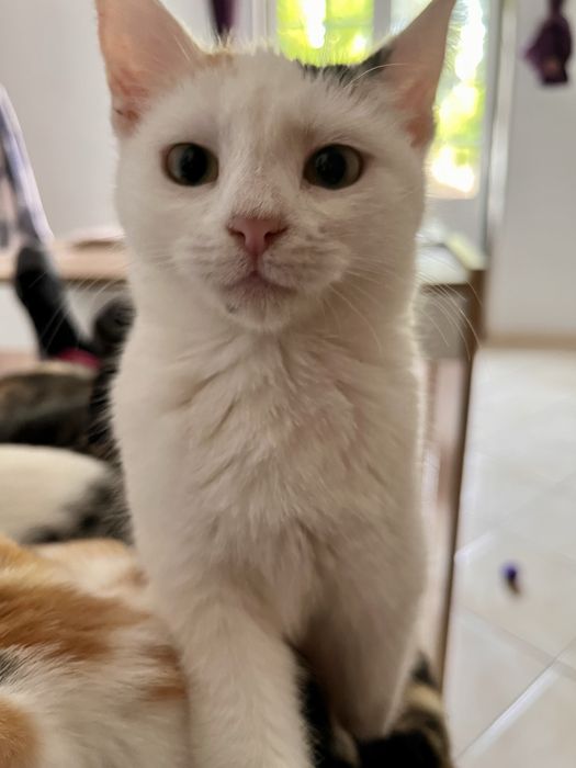 5 gatinhos - adopção responsável