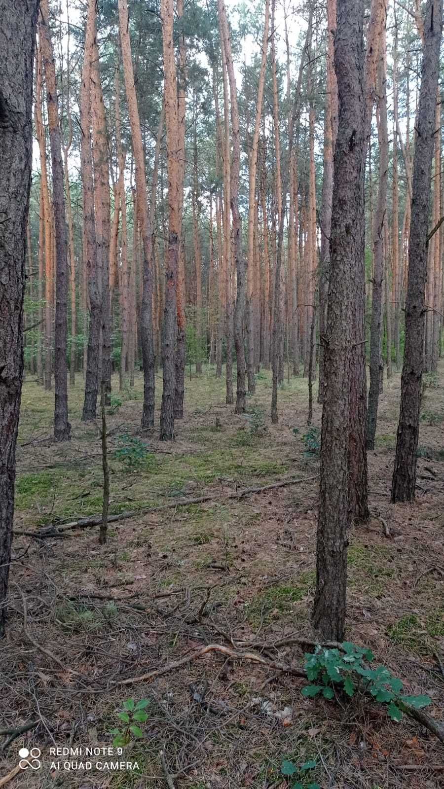 Sprzedam drewno / do zrębu / na pniu / 90 lat / 200 zł/szt.