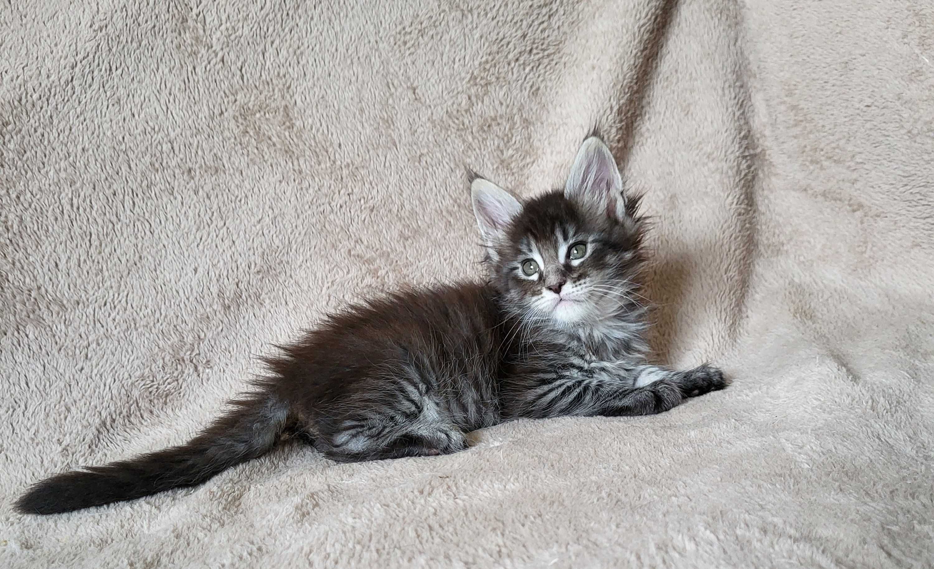 Chłopiec maine coon z rodowodem FPL