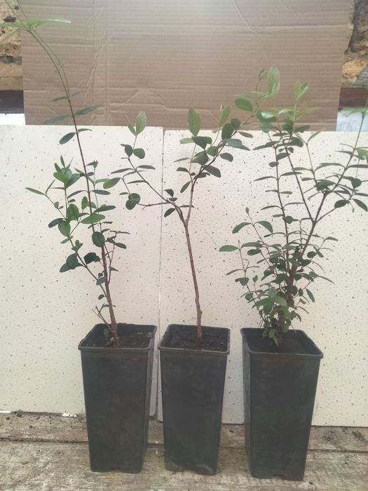 ФЕЙ-ХОА САЖЕНЦЫ продам.двух годичные.