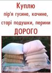 Куплю пір'я водоплавної птиці