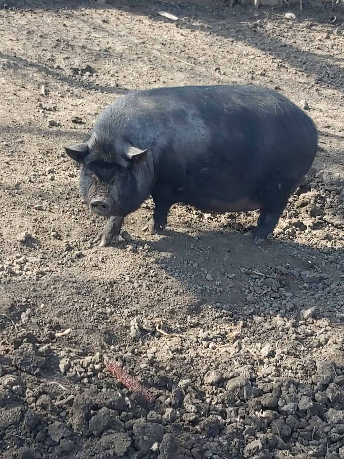Продам свиню в'єтнамська