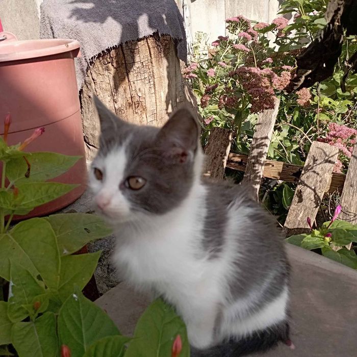 Кошенята в хорошие руки